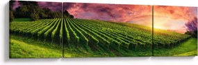 Obraz winnicy z kolorowym niebem (170x50 cm)