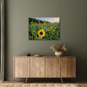 Obraz - Sunflower Field II. (70x50 cm)
