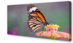 Duży obraz na płótnie Motyl na Kwiecie