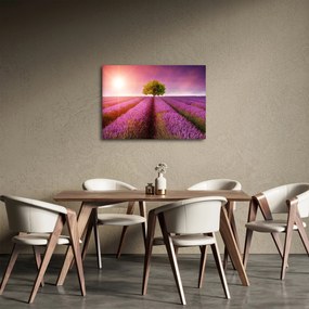 Obraz pola z lawendą (70x50 cm)