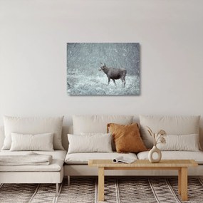 Obraz na szkle - Łoś w śnieżnym lesie (70x50 cm)