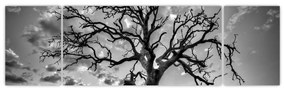 Obraz - Czarno - białe drzewo (170x50 cm)