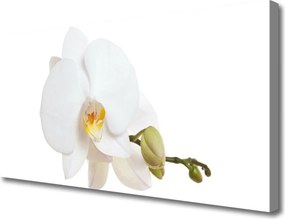 Obraz canvas Subtelny Akcent Botaniczny