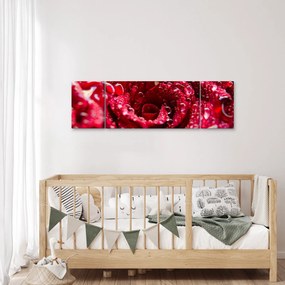 Obraz czerwonego kwiatu róży (170x50 cm)