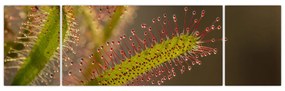 Obraz rośliny (170x50 cm)