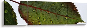 Obraz - Liść róży (170x50 cm)