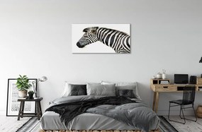 Obraz na płótnie Zebra