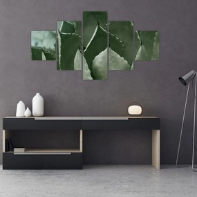 Obraz - Zielona agawa (125x70 cm)