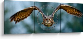 Obraz - Sowa w locie (z zegarem) (90x30 cm)