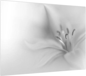 Obraz na szkle - Delikatna lilia (70x50 cm)