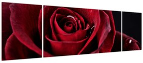 Obraz - Czerwona róża (170x50 cm)