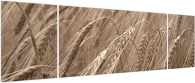 Obraz - Złote pole (170x50 cm)