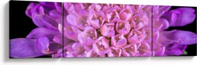 Szczegółowy obraz kwiatu (170x50 cm)