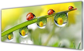 Panel Szklany Biedronka na Zielonym Liściu