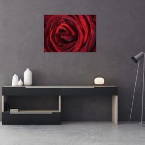 Obraz na szkle - Czerwona róża z kroplami rosy (70x50 cm)