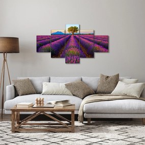 Obraz - Pole lawendy (125x70 cm)