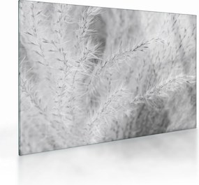 Obraz na szkle - Trawa pampasowa N⁰1 (70x50 cm)
