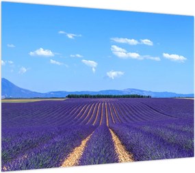 Obraz na szkle - Pole lawendy (70x50 cm)