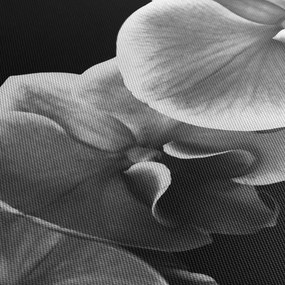 Obraz kwiatu orchidei (70x50 cm)
