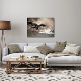 Obraz - Stado antylop gnu (70x50 cm)