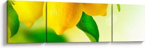 Obraz cytryn (170x50 cm)