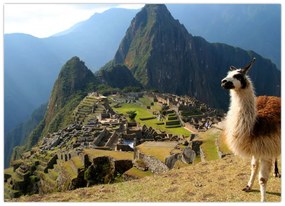 Obraz - Lama i Machu Picchu (70x50 cm)