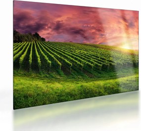 Obraz na szkle - winnica z kolorowym niebem (70x50 cm)