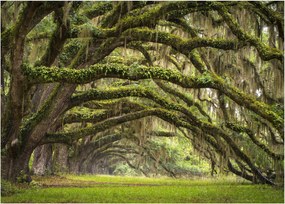 Obraz - Oaks Avenue, Charleston, Karolina Południowa, USA (70x50 cm)