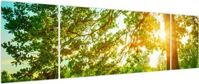 Obraz - Słoneczny Las (170x50 cm)