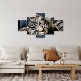 Obraz - Kotek (125x70 cm)