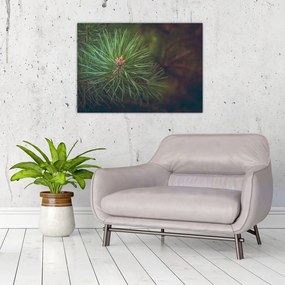 Obraz - Detal sosny (70x50 cm)