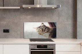 Panel Szklany Kot maine coon