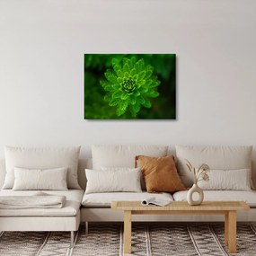 Obraz na szkle - drzewo iglaste (70x50 cm)