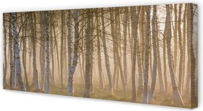 Obraz drukowany na płótnie Wschód Słońca w Lesie