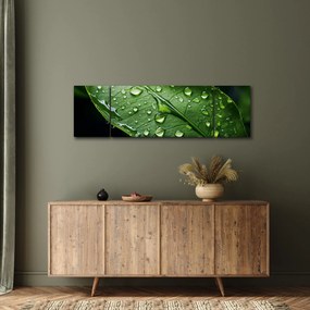 Obraz - Liść po deszczu (170x50 cm)