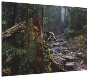 Obraz - W lesie (70x50 cm)