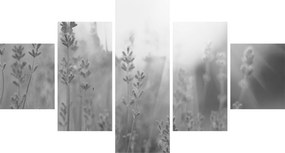 Obraz - Lawenda (125x70 cm)