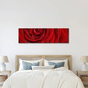 Obraz - szczegół róży (170x50 cm)