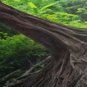 Obraz - Stare drzewo z korzeniami (z zegarem) (90x30 cm)