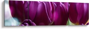 Obraz tulipanów (170x50 cm)