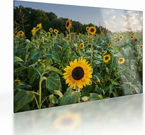 Obraz na szkle - Sunflower Field II. (70x50 cm)