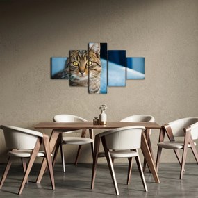 Obraz - Kot domowy (125x70 cm)