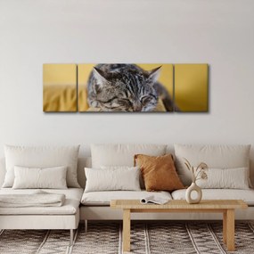 Obraz kota na kanapie (170x50 cm)