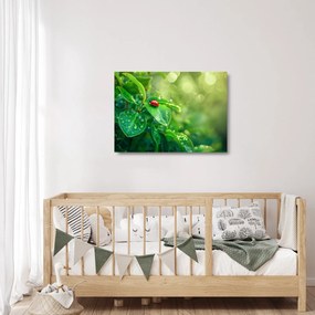 Obraz na szkle - Biedronka (70x50 cm)