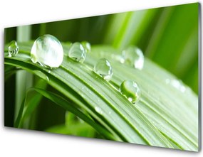 Szkło do Kuchni na Ścianę Kropla Rosy W Makrofotografii