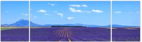 Obraz - Pole lawendy (170x50 cm)