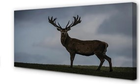 Obraz canvas na ścianę Nocne Spotkanie z Jeleniem