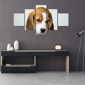Obraz Beagle (125x70 cm)