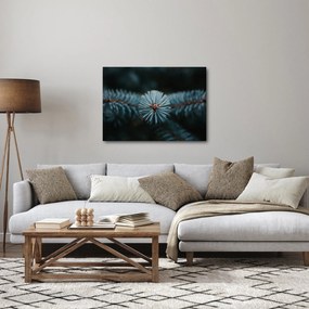 Obraz gałązki drzewa iglastego (70x50 cm)