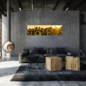 Obraz pola słoneczników (170x50 cm)